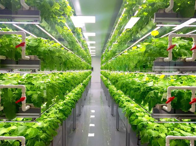 微生物菌剂：解锁现代农业的新钥匙