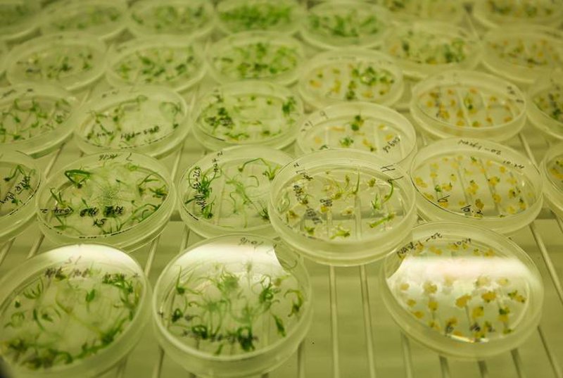 生态农业新引擎：生物有机肥引领绿色革命