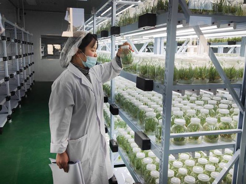 土壤修复菌种：重塑大地绿意的新希望