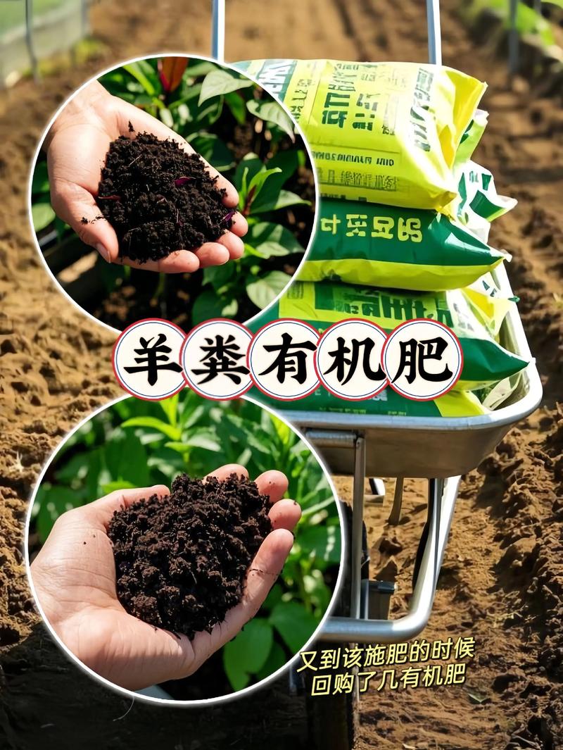 自然之灵：土壤修复菌种在生态治理中的作用