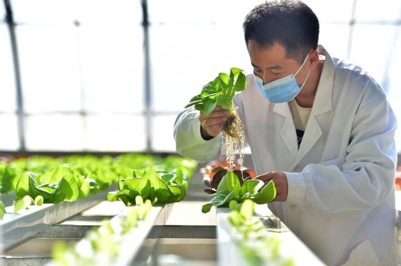 土壤修复菌种：守护绿色生态的绿色使者